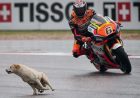 17 Hewan Yang Pernah Menyusup Ke Sirkuit MotoGP